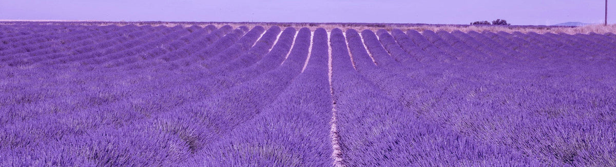 Lavender field under a clear blue sky